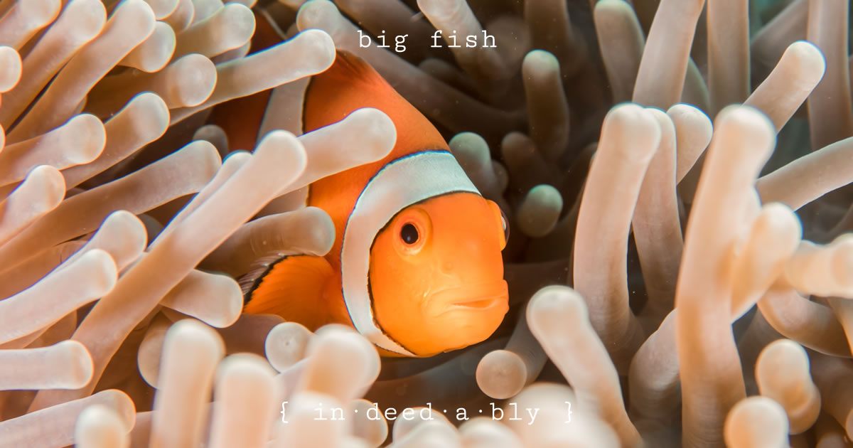 Big fish. Image credit: Sebastian Pena Lambarri.
