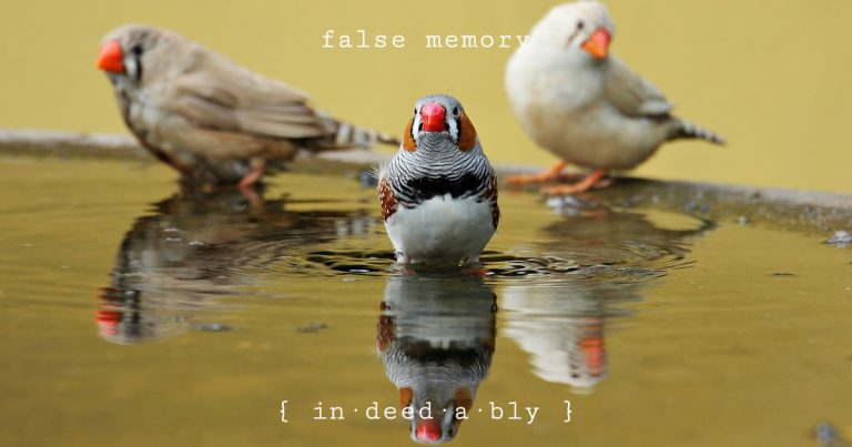 False memory. Image credit: PXhere.