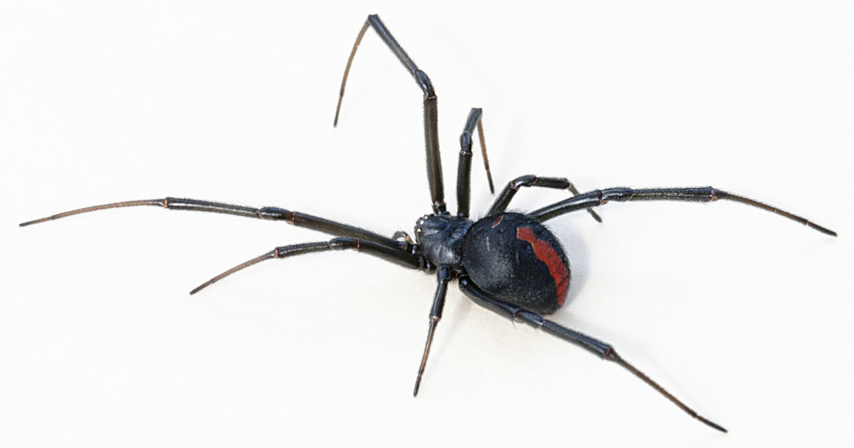 Redback spider. Image credit: Toby Hudson.