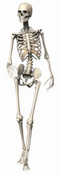 Walking skeleton. Image credit: anaterate. 